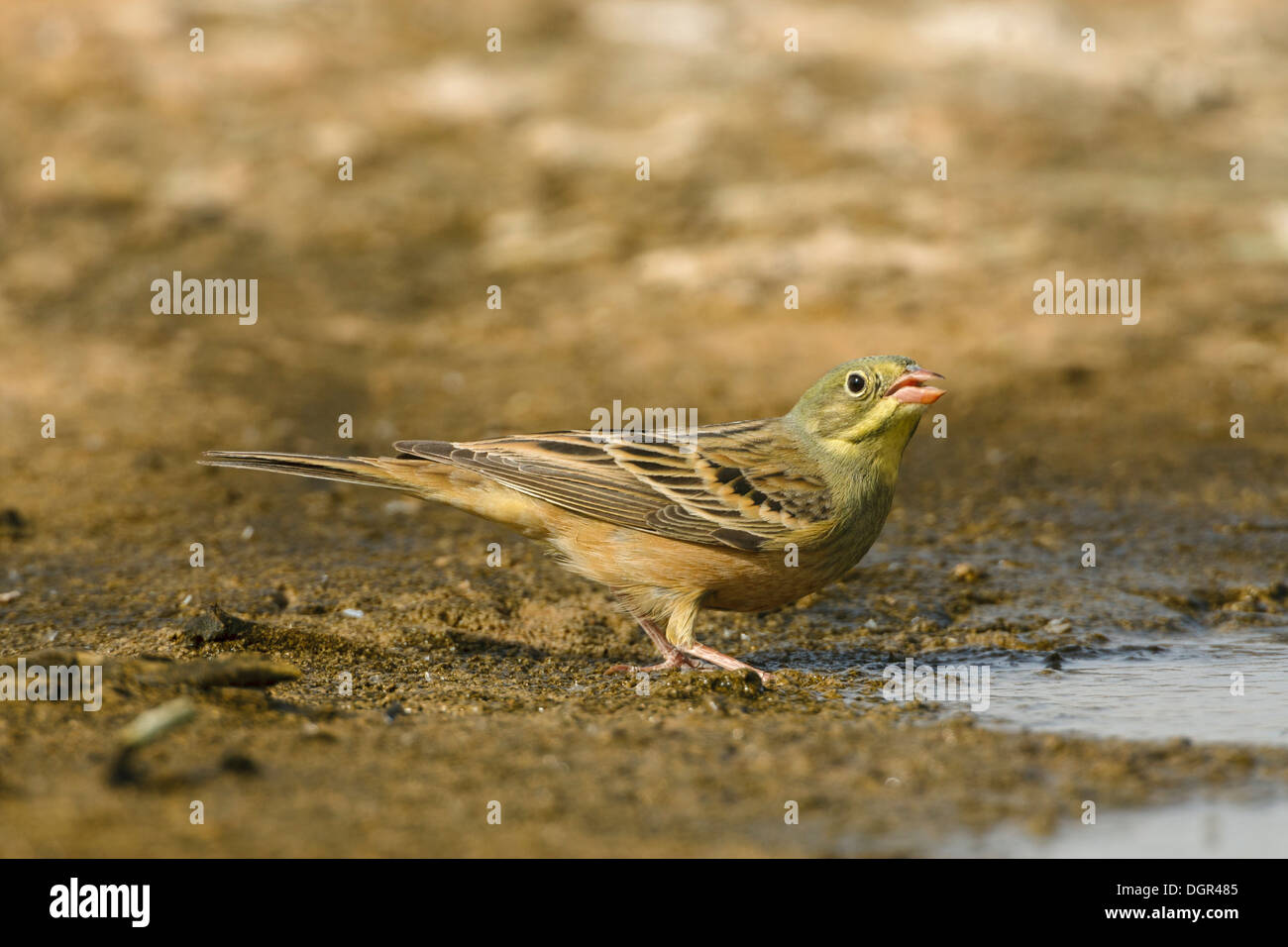 Ortolan Bunting Emberiza hortulana Stock Photo