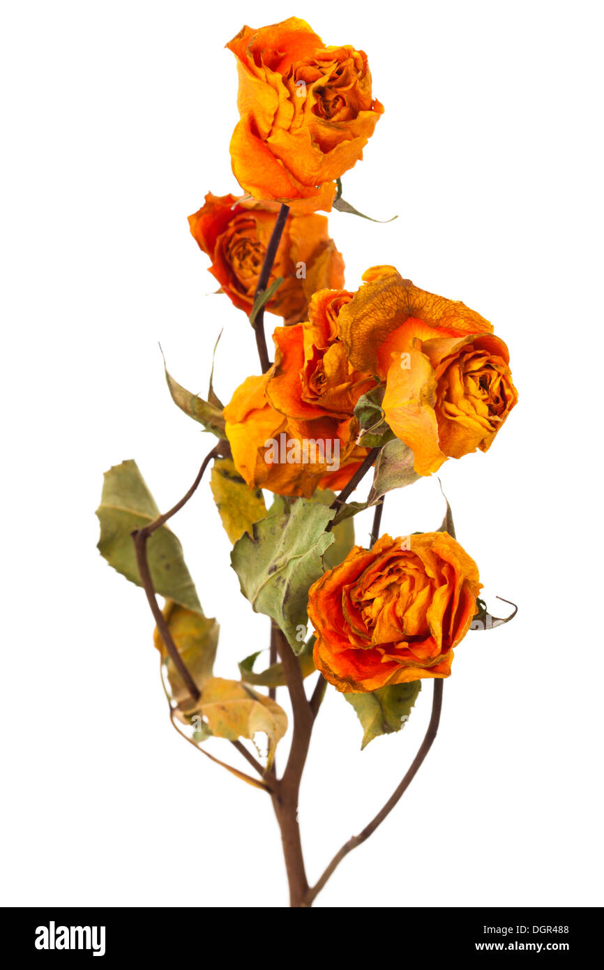 White fragility mural hires stock photography and images Alamy