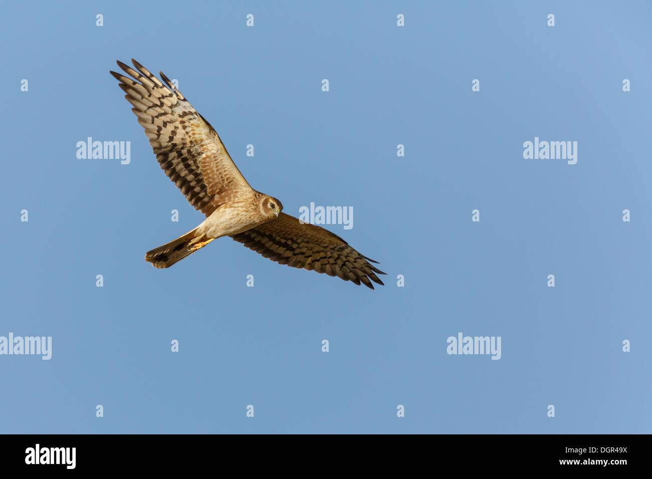 Pallid Harrier Circus Macrourus Stock Photo Alamy pallid-harrier-circus-macrourus-stock-photo-alamy