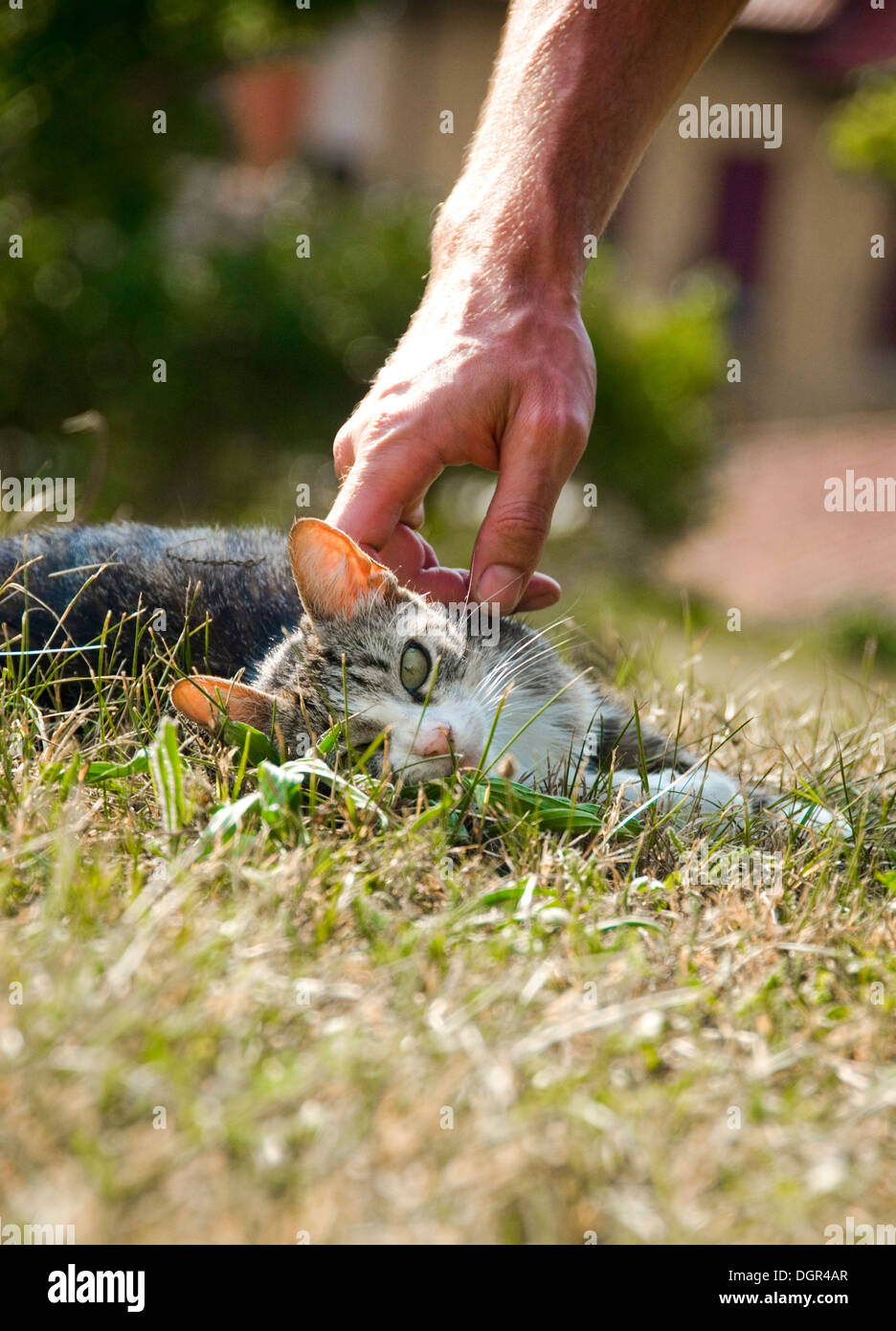 A cat gets attention Stock Photo