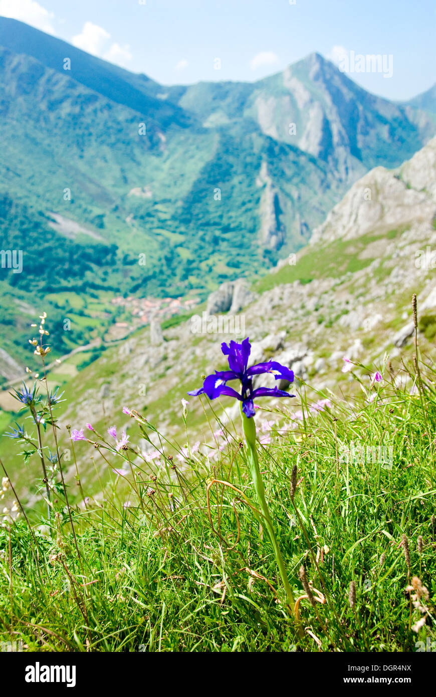 A purple mountain wildflower in The Picos de Europa in Spain Stock Photo