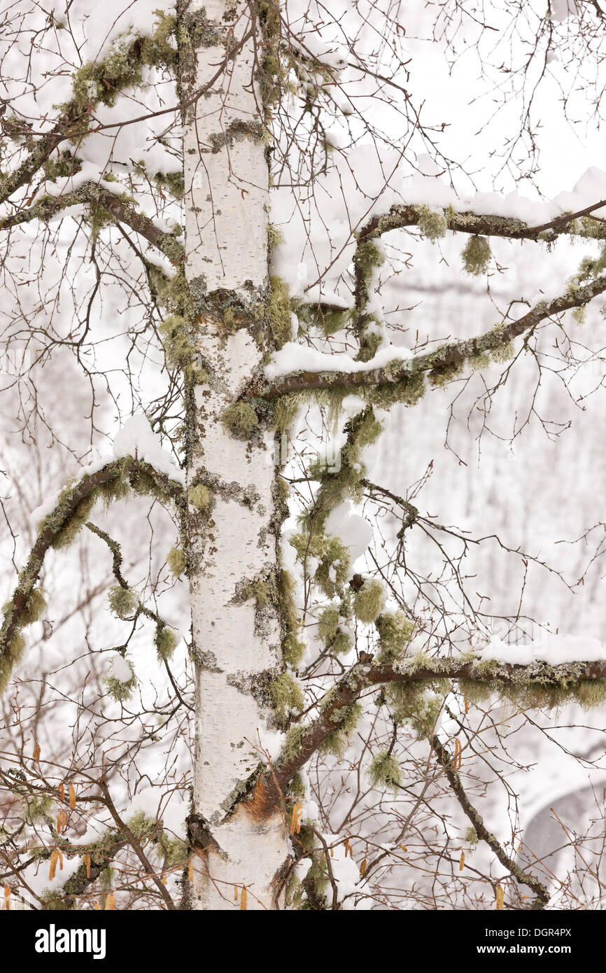Lichens on Silver Birch in heavy snow in the Picos de Europa, Spain Stock Photo