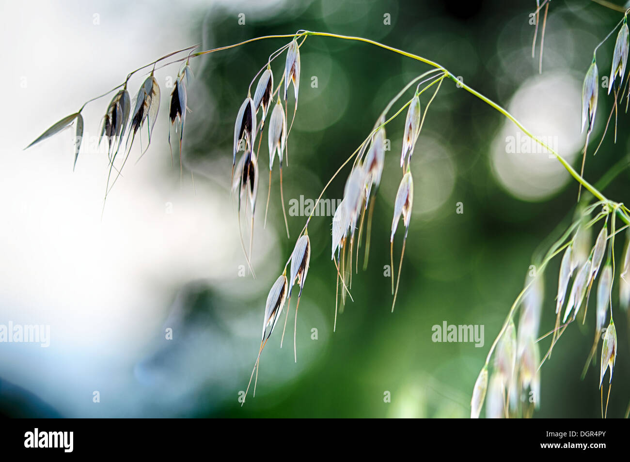 Summerfield Stock Photo