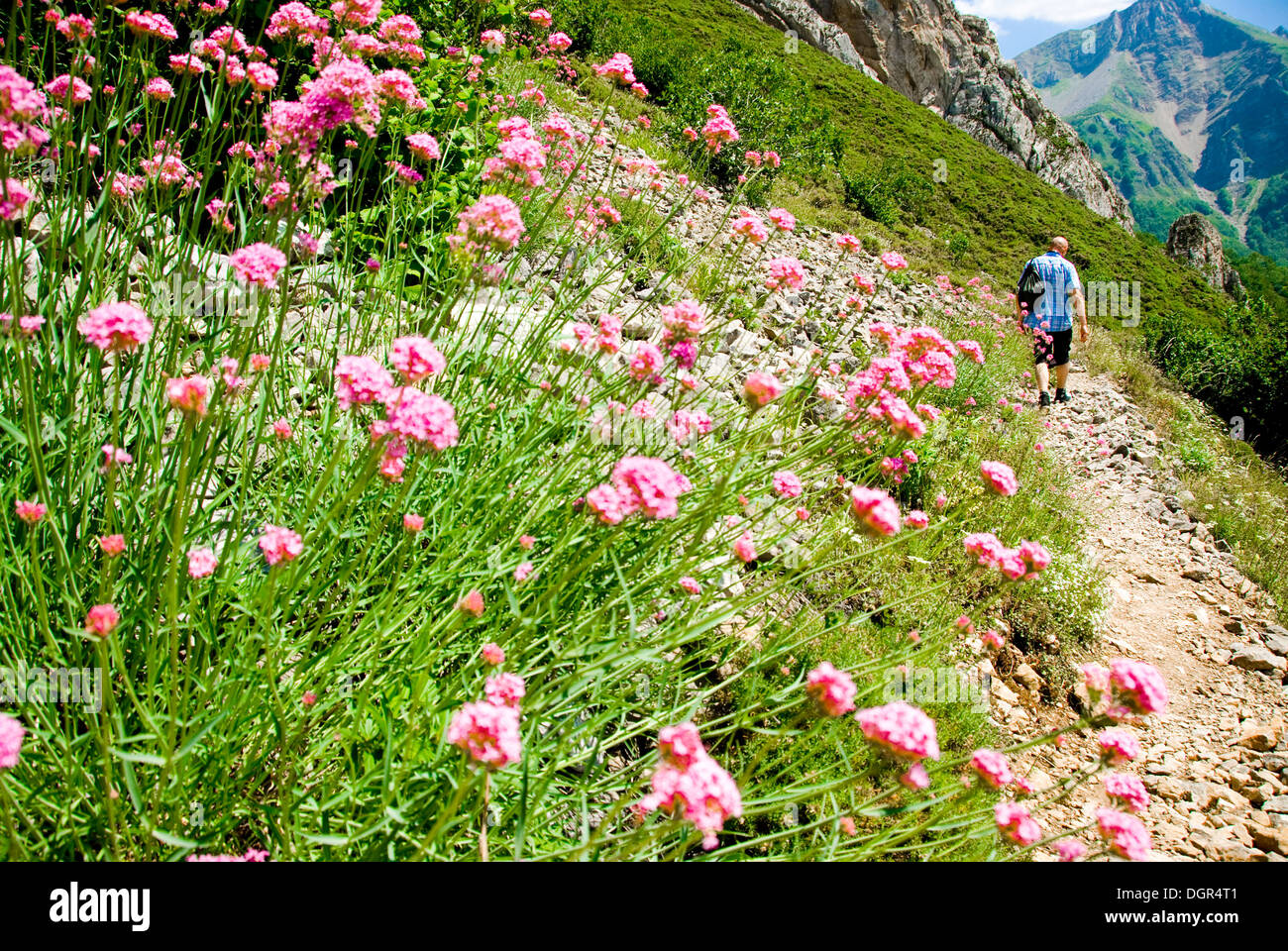 man walking in the Mountains with flowers Stock Photo