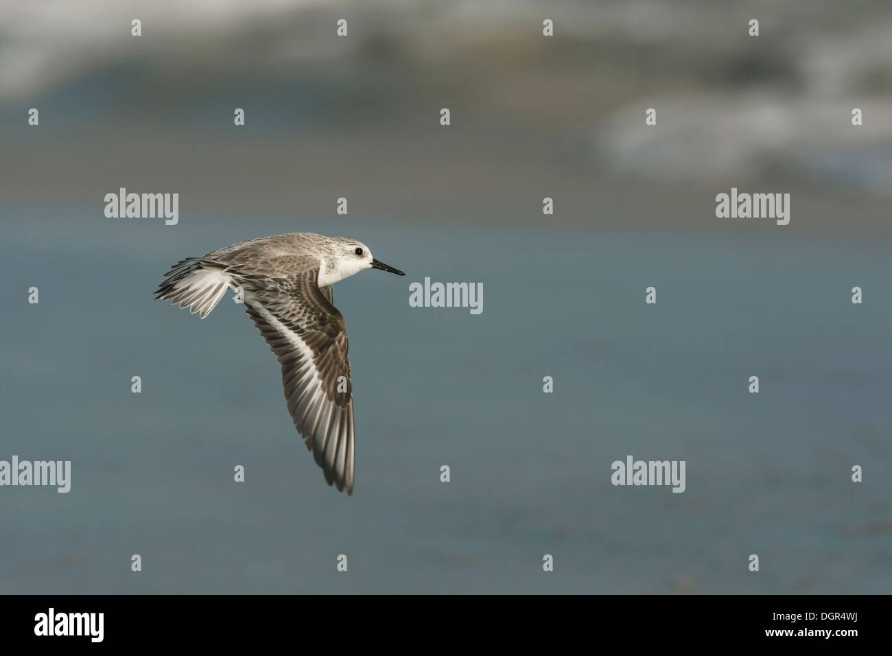Sanderling flight hi-res stock photography and images - Alamy