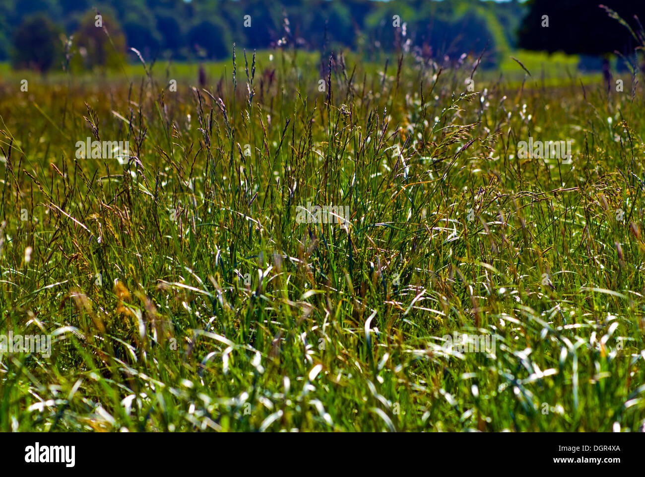 English flora hi-res stock photography and images - Alamy