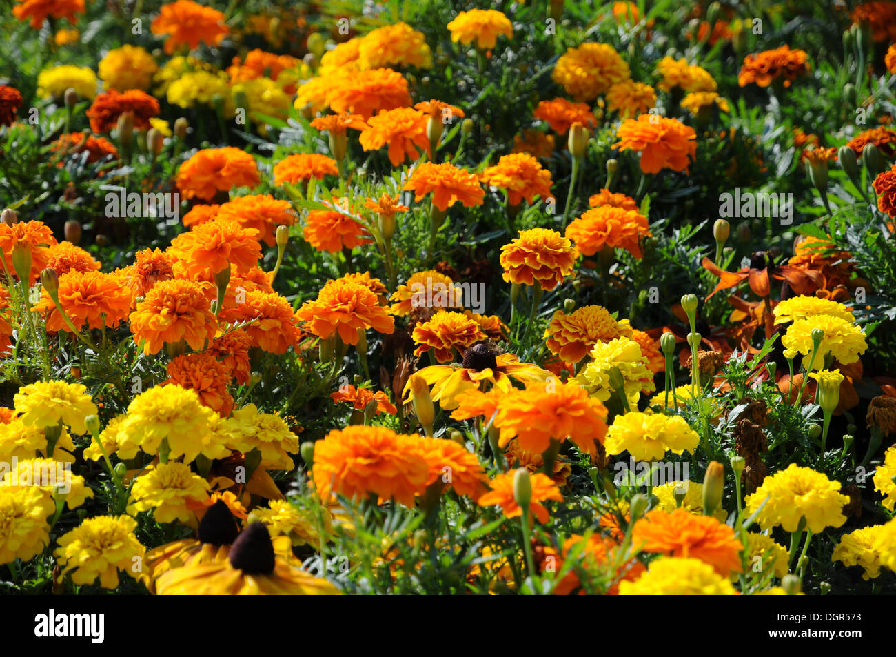 Marigold Stock Photo