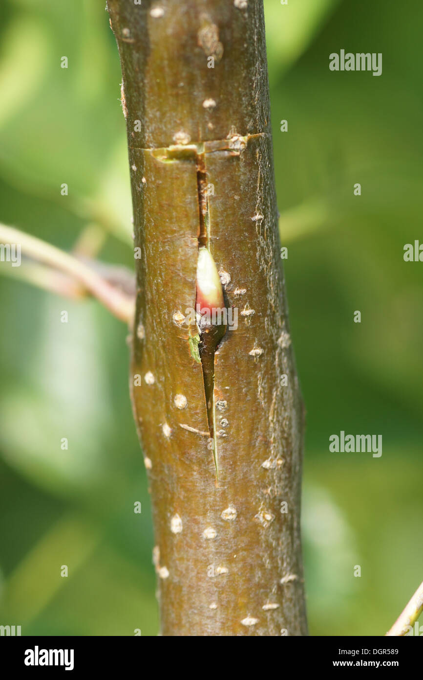 Grafting apple tree hires stock photography and images Alamy
