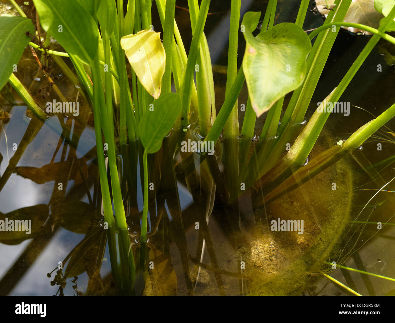 water floating plant Stock Photo