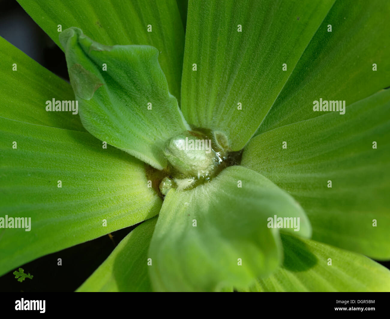 Water cabbage, water lettuce, Nile cabbage or shellflowerwater (Pistia