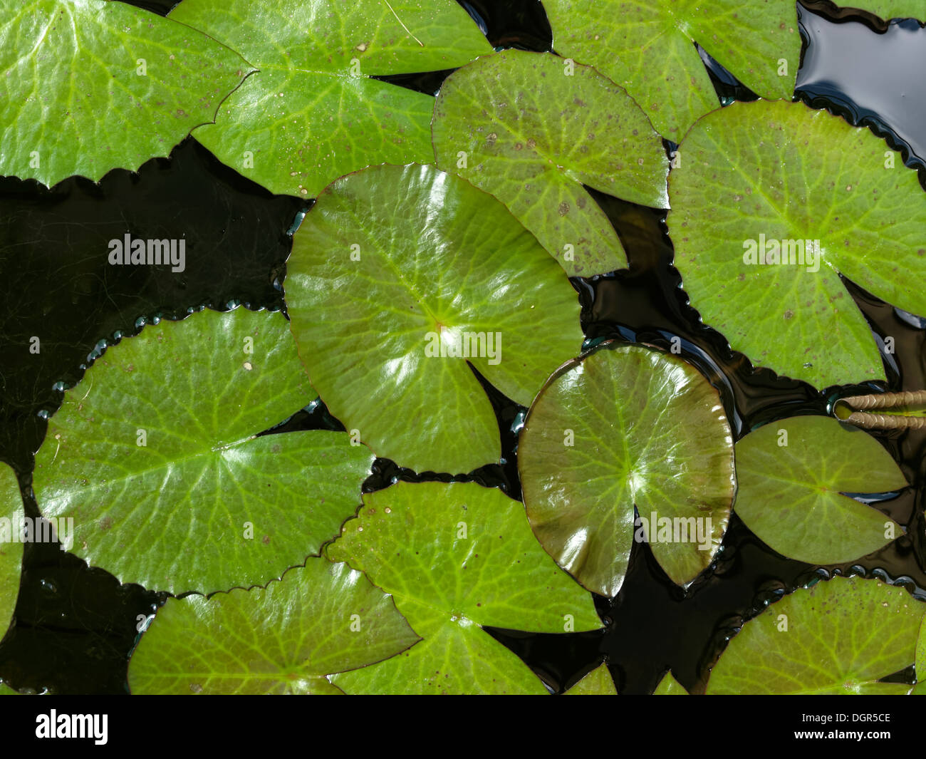 Floating water plant hires stock photography and images Alamy