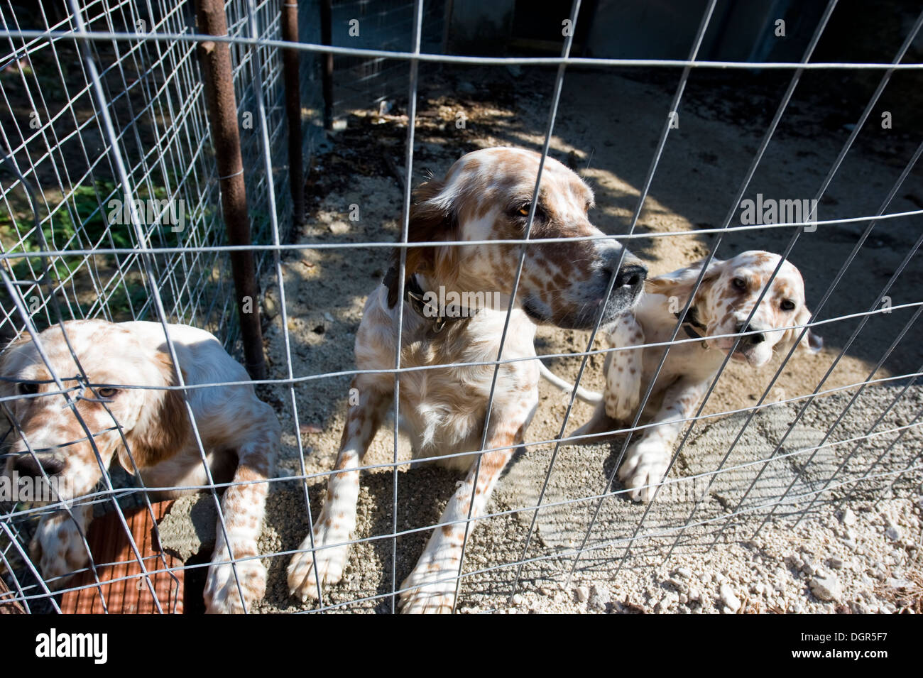 Dogs in cage Stock Photo Alamy