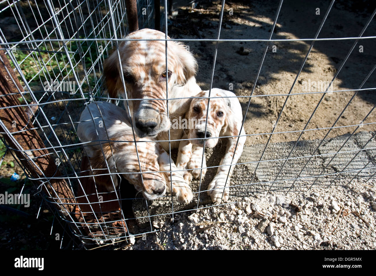 Dogs in cage Stock Photo Alamy