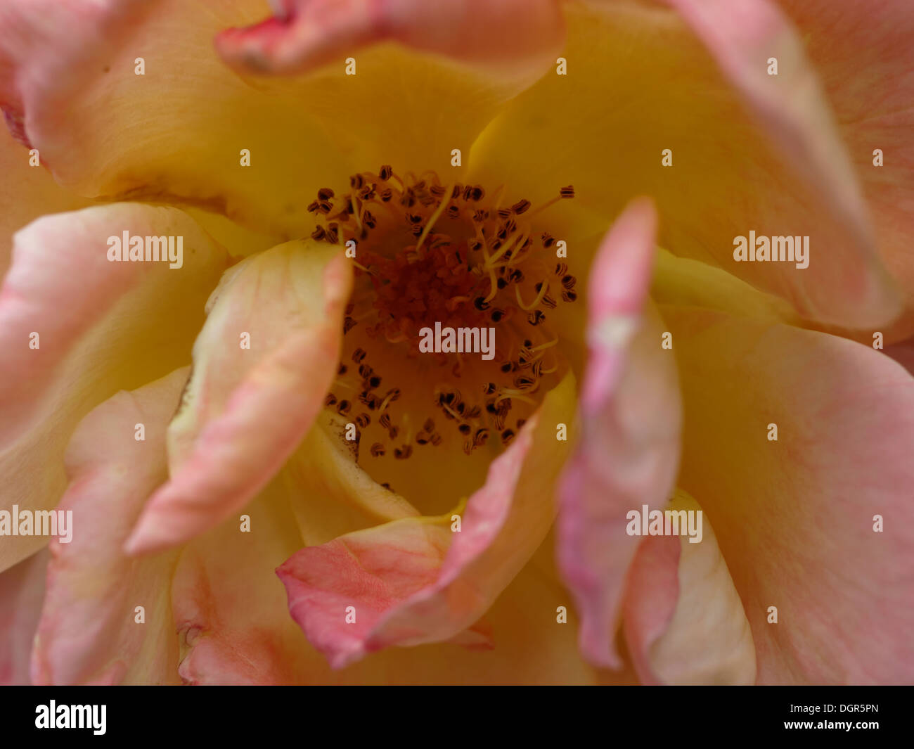 Close-up of fully blossomed rose center with yellow-pink petals Stock Photo
