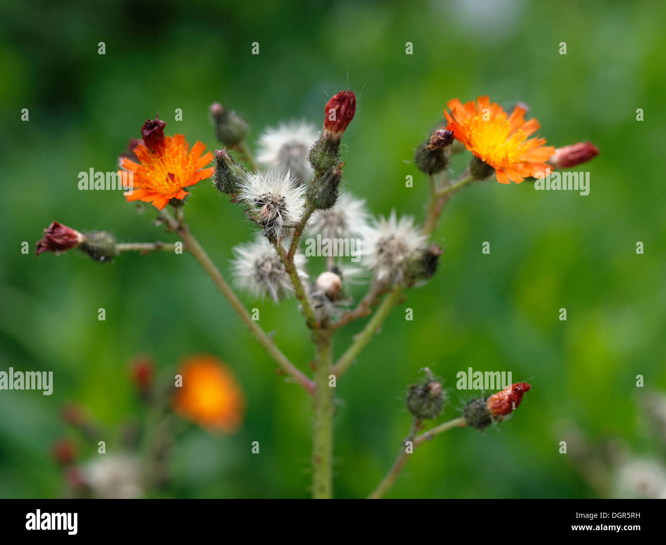 Orange hawkweed (Pilosella aurantiaca) flowers and seed heads Stock Photo