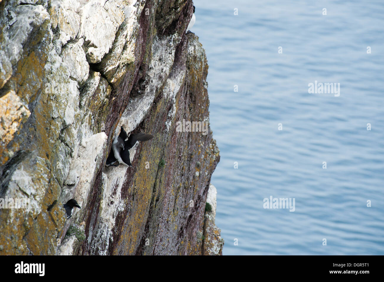 Razorbill, Alca torda, nesting on Skokholm, South Pembrokeshire, Wales, United Kingdom Stock Photo