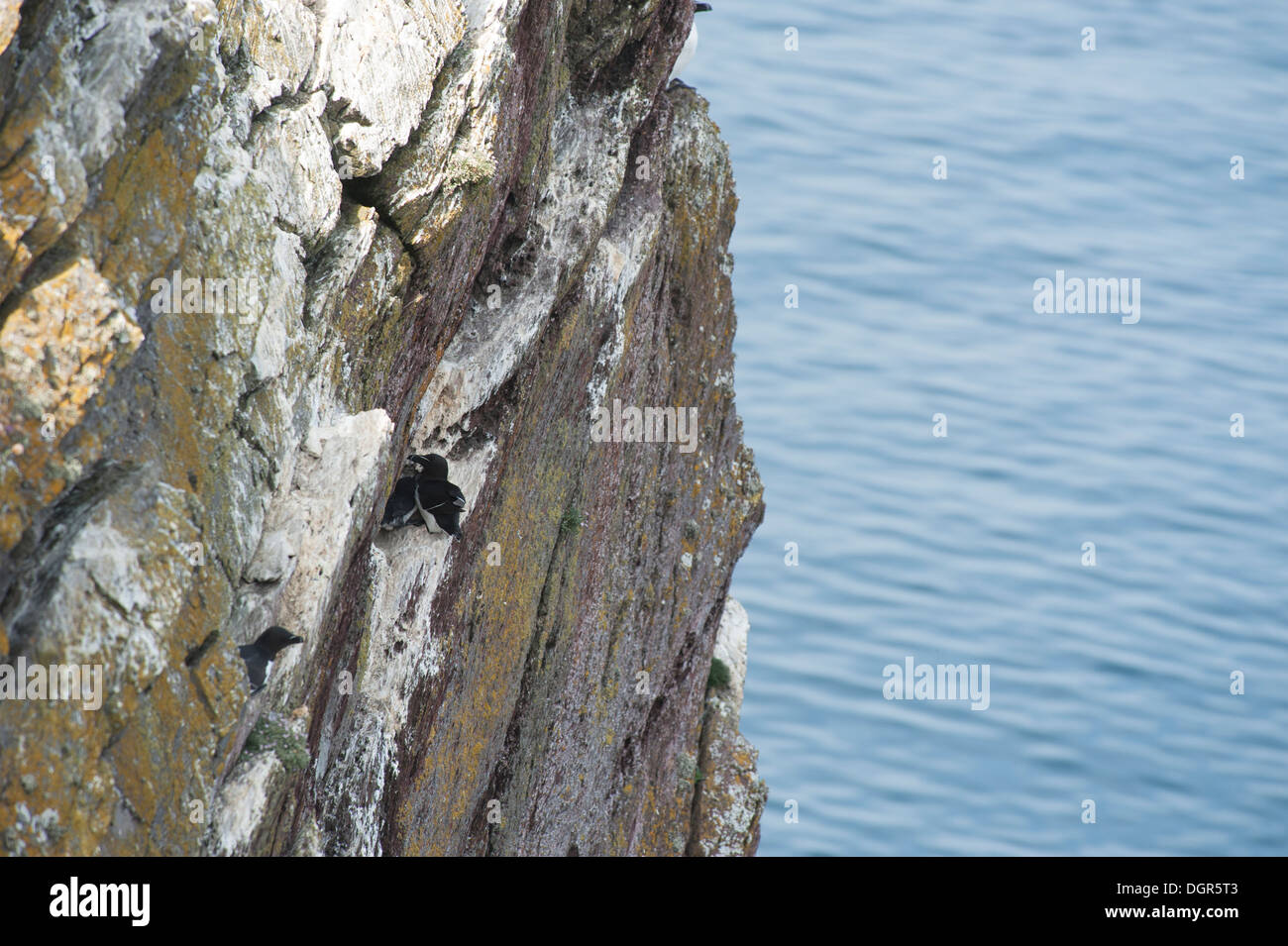Razorbill, Alca torda, nesting on Skokholm, South Pembrokeshire, Wales, United Kingdom Stock Photo