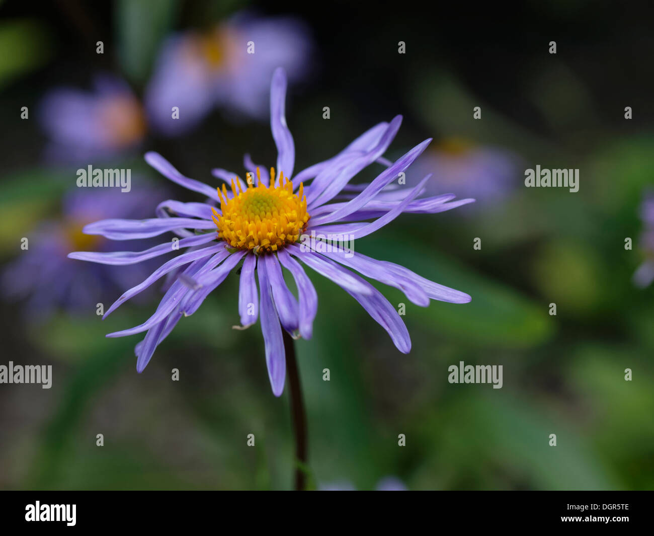 Aster farreri violet flower with yellow disk floret Stock Photo