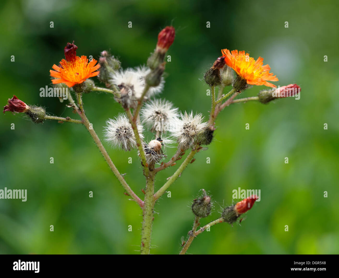 Orange Hawkweed (Pilosella aurantiaca) flowers and seed heads Stock Photo