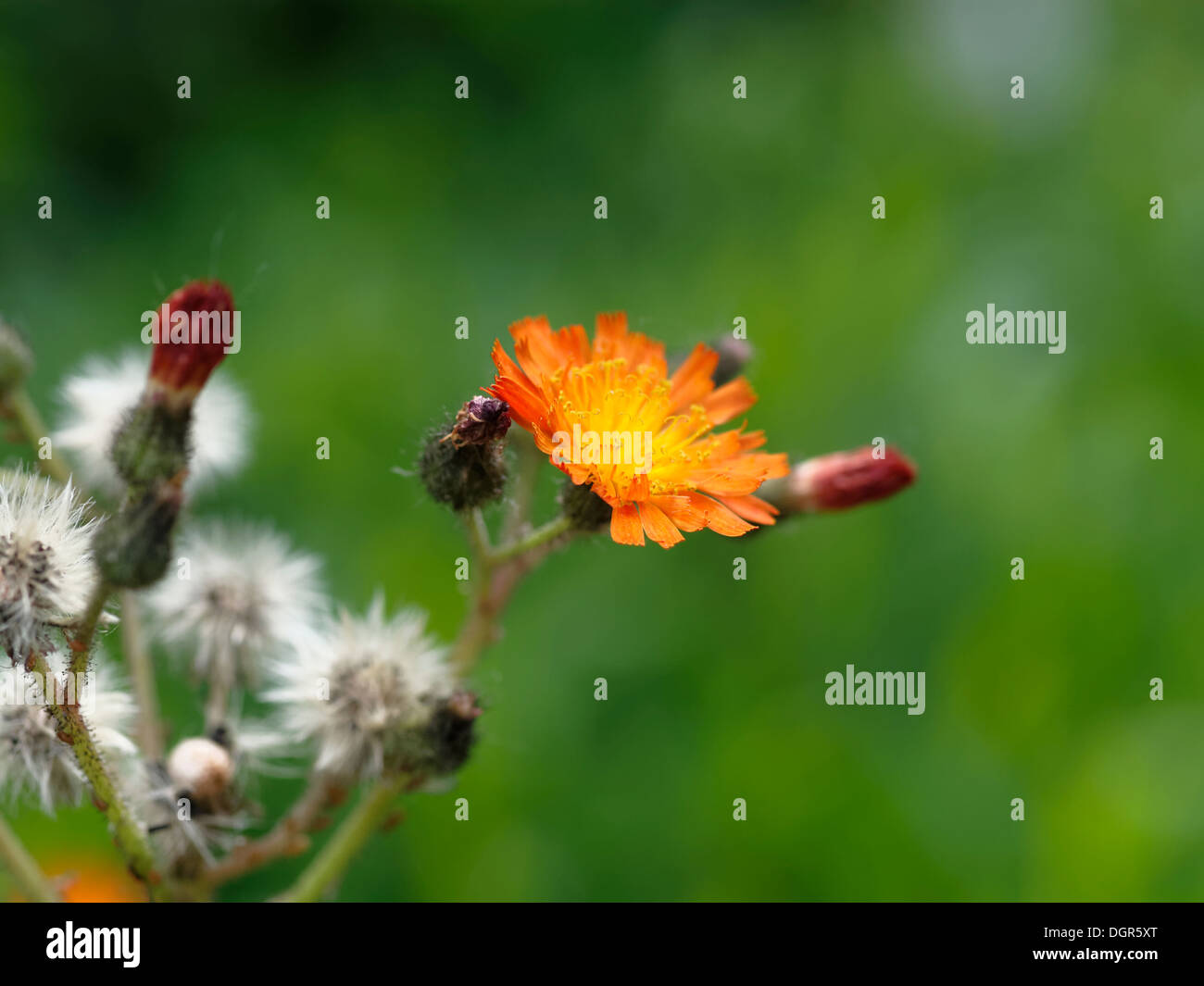 Orange hawkweed (Pilosella aurantiaca) flower with seed heads in background Stock Photo