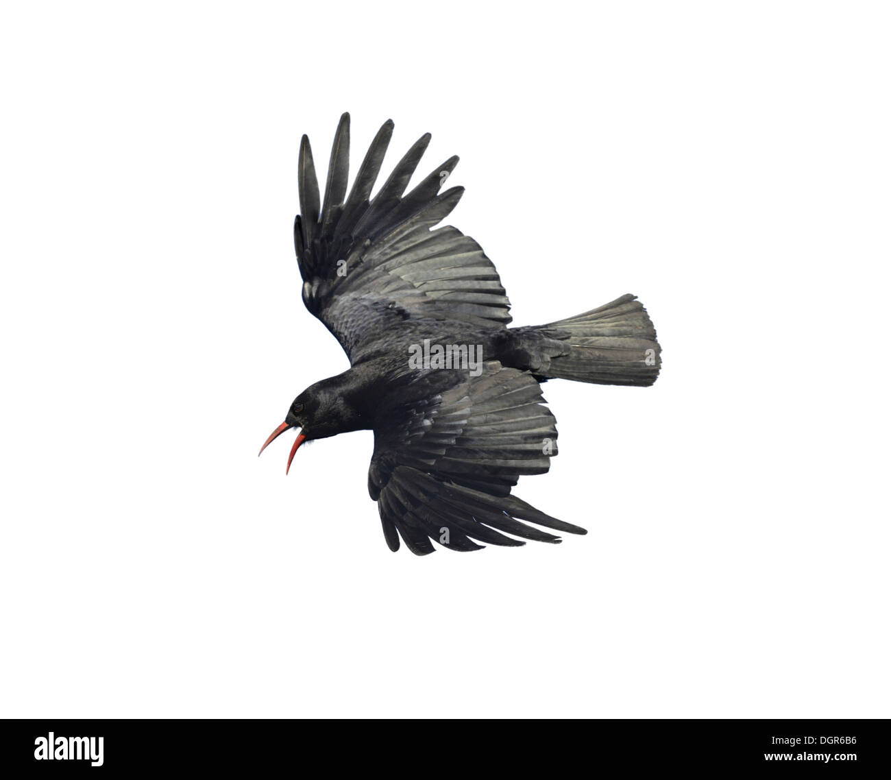 Chough Pyrrhocorax pyrrhocorax Stock Photo