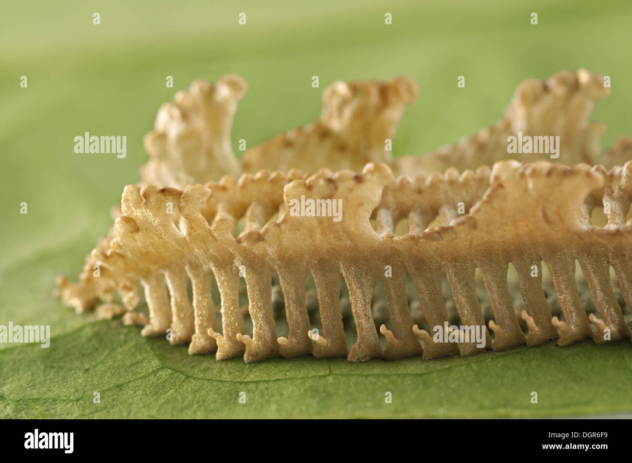 Conspicuous egg-case of an unknown insect Stock Photo