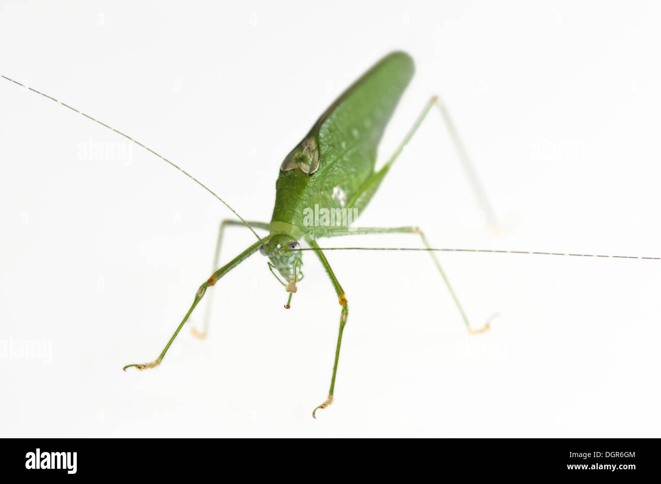 Green-colored variant of Oblong-Winged katydid Stock Photo