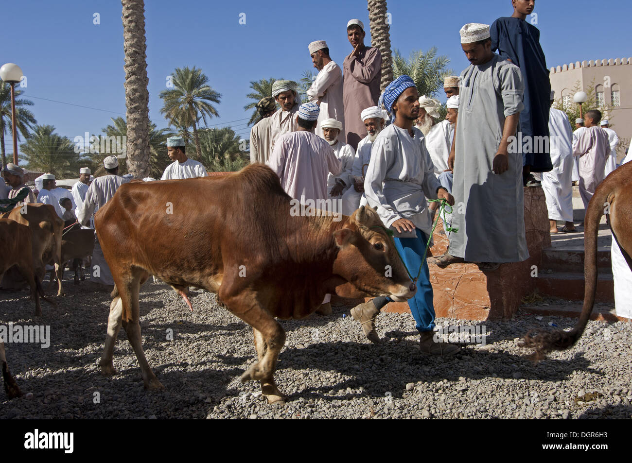 Livestock merchant with cattle, Nizwa, Oman Stock Photo