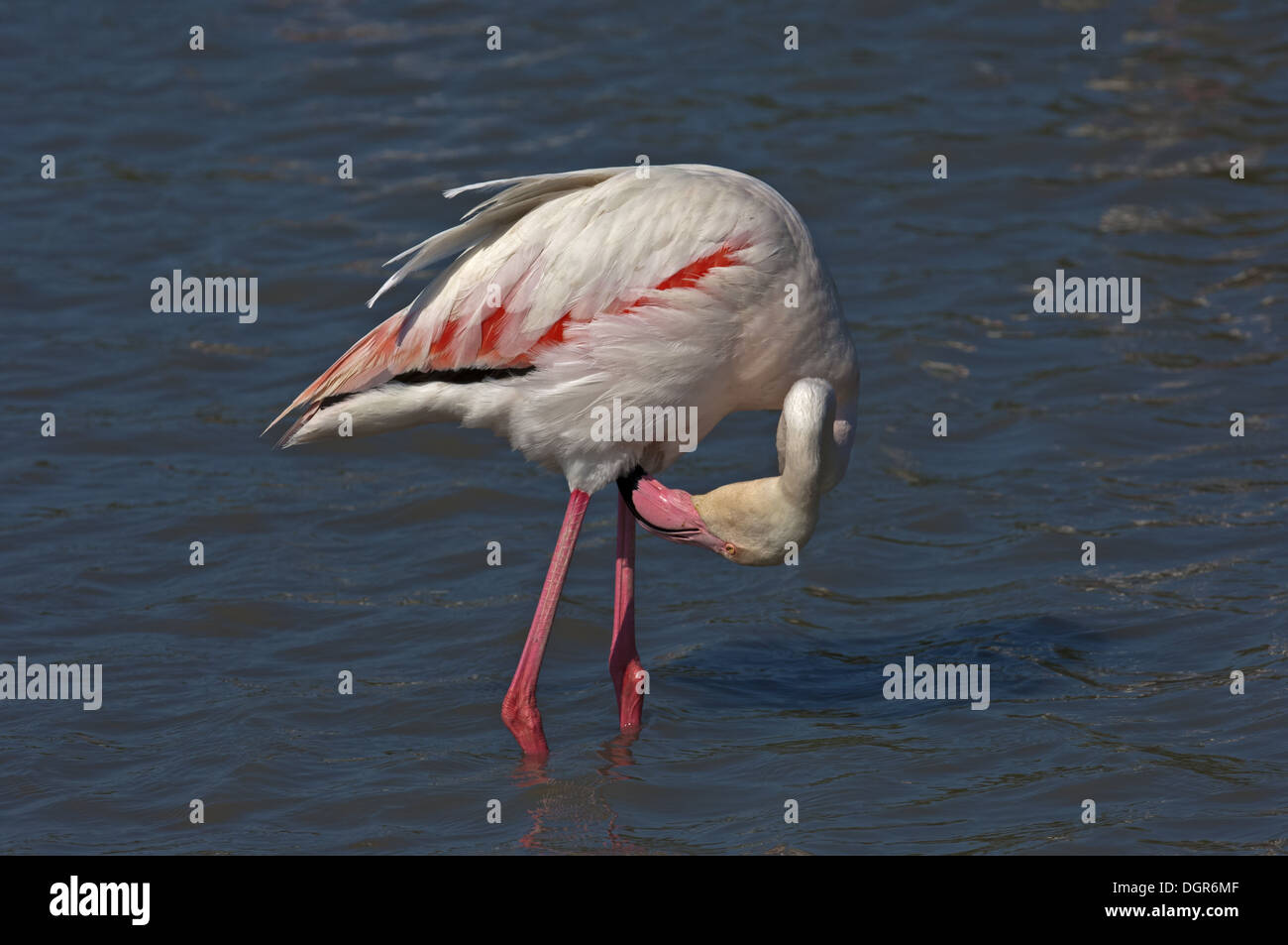 Greater Flamingo pruning its feathers Stock Photo