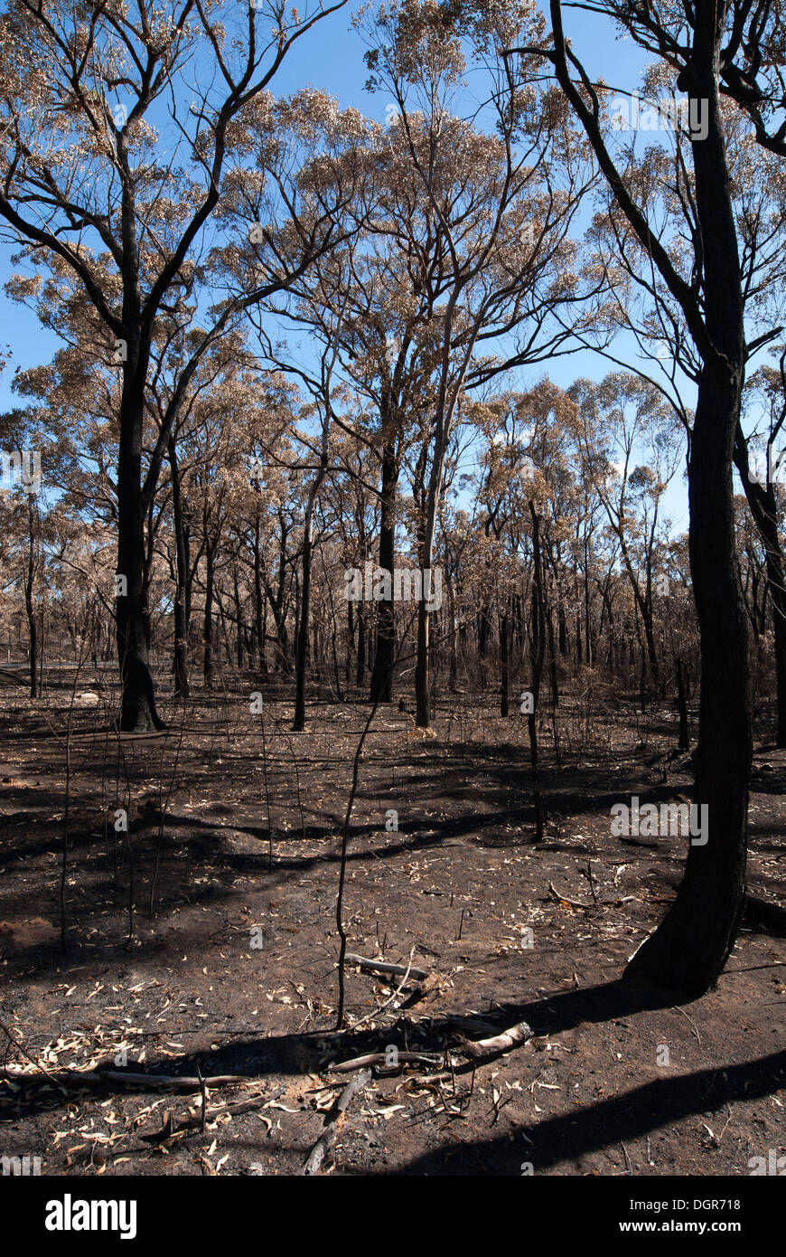 This scene, comprising parched earth and burnt trees, was captured following the recent bushfires in New South Wales, Australia Stock Photo