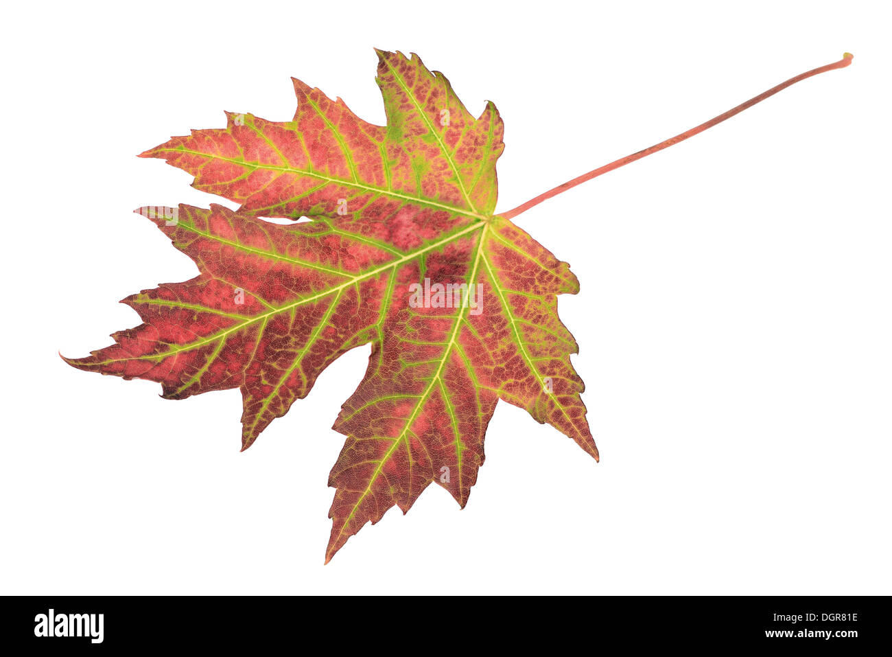 Fall maple leaf colors hi-res stock photography and images - Alamy