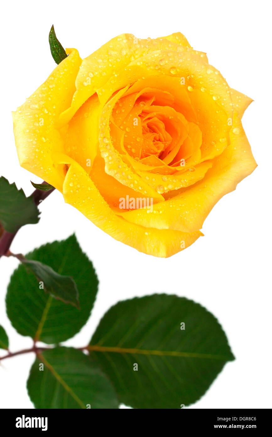 Simply Yellow Roses Single yellow blossom hi-res stock photography and images - Alamy