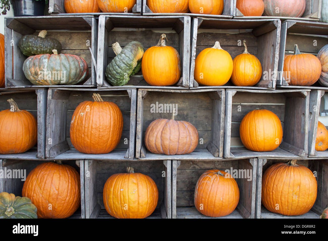 A colorful display of pumpkins and gourds arranged in old farm crates ...