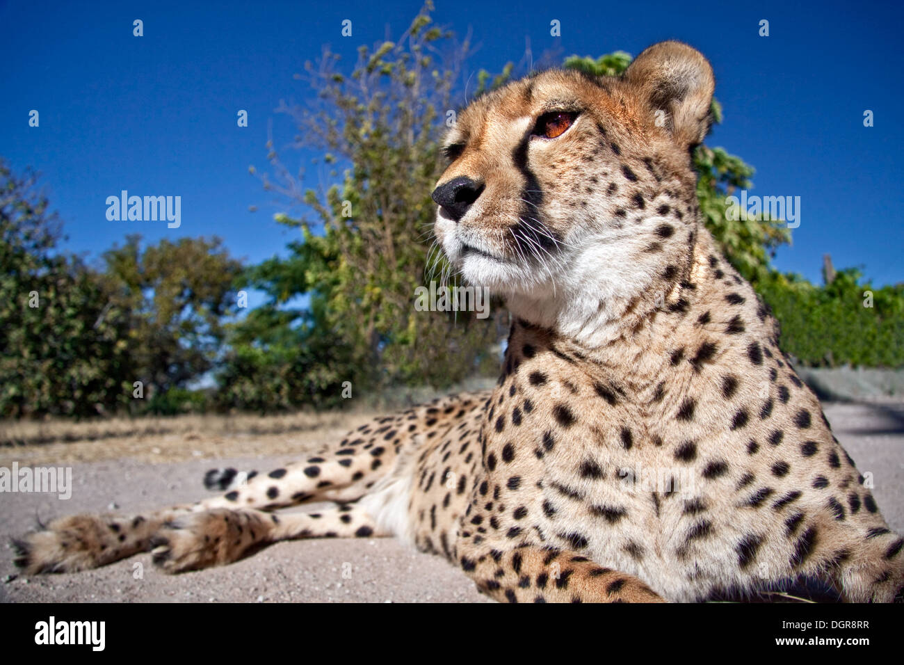 A cheetah sitting down Stock Photo