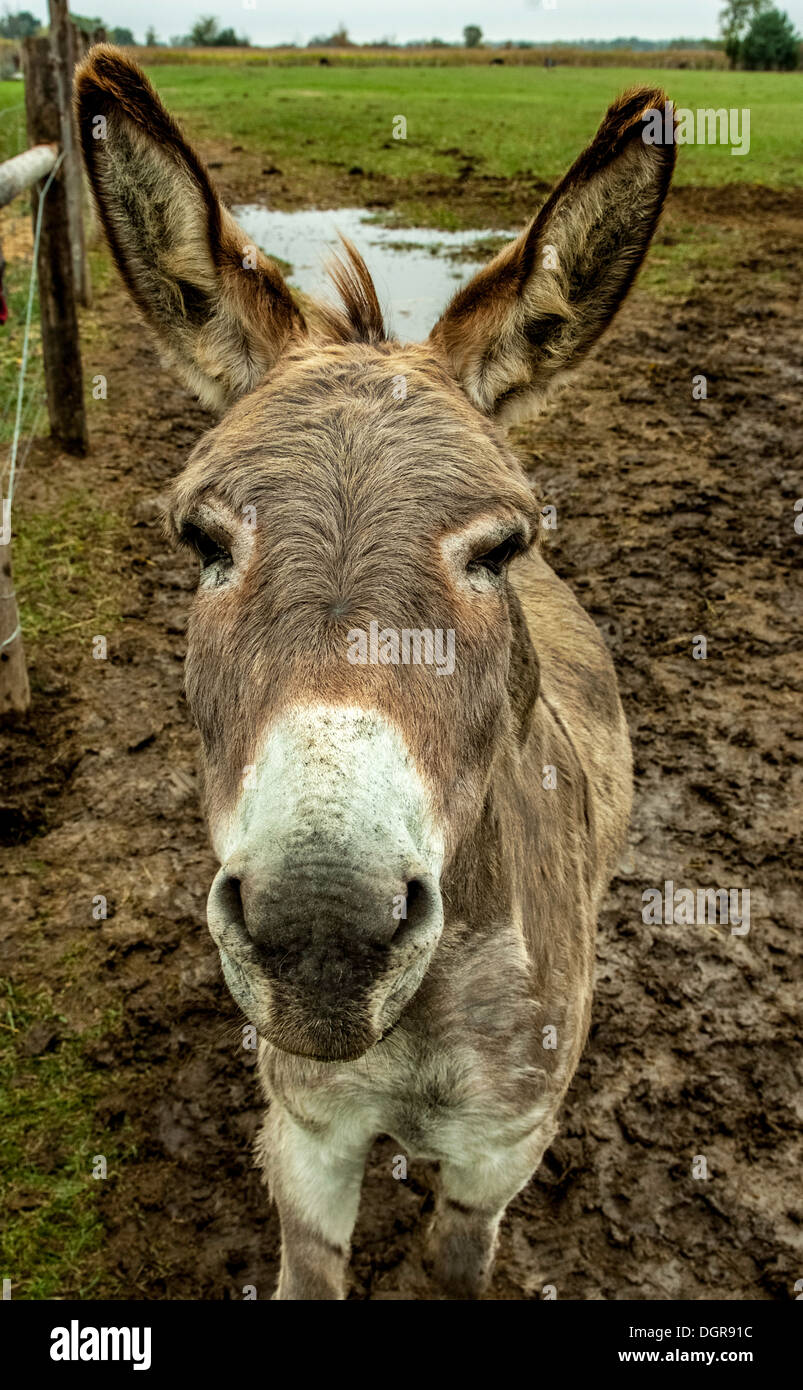 donkey looking up at camera Stock Photo Alamy