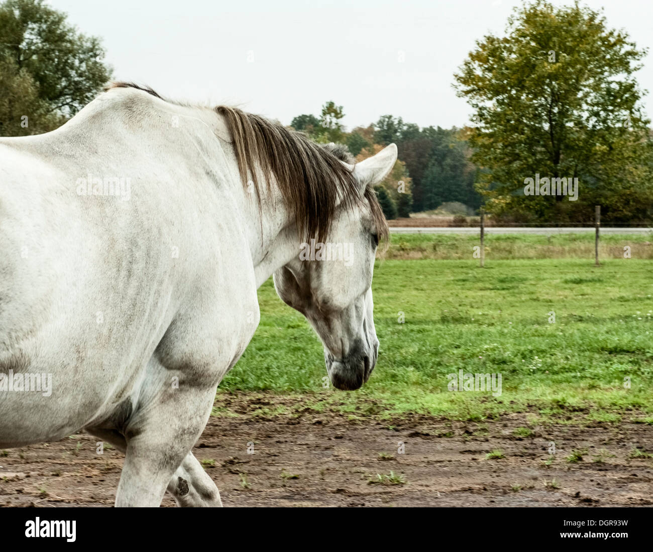 Horse walking away hires stock photography and images Alamy