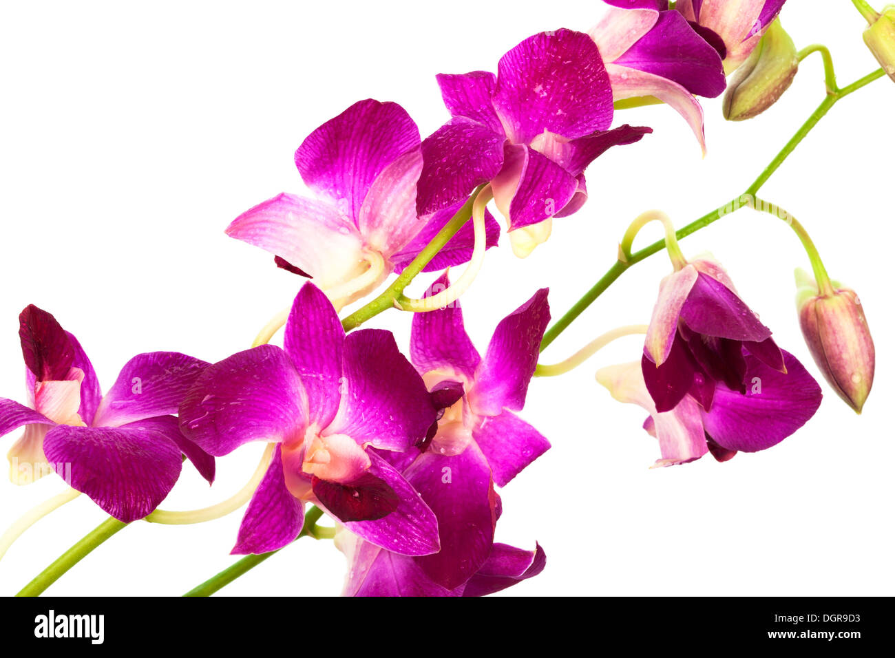 Beautiful purple orchid hi-res stock photography and images - Alamy