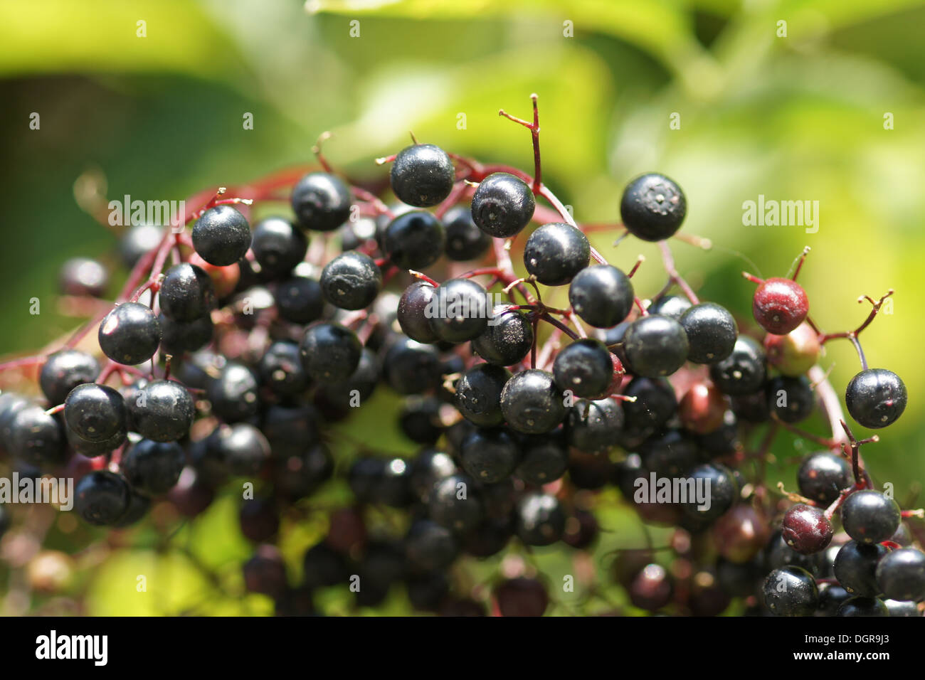 Holunder ernte hi-res stock photography and images - Alamy