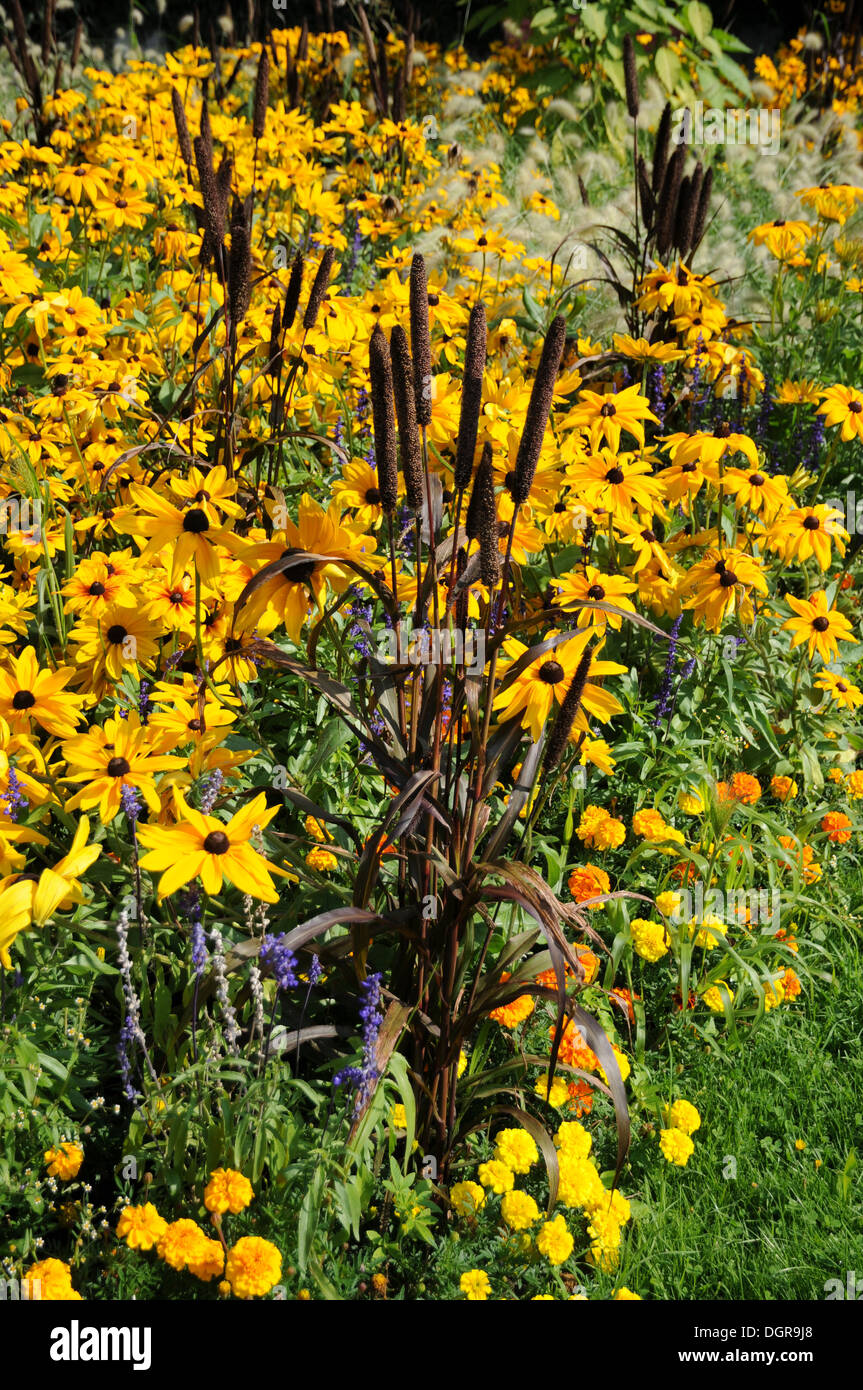 Purple fountain grass pennisetum setaceum hi-res stock photography and ...