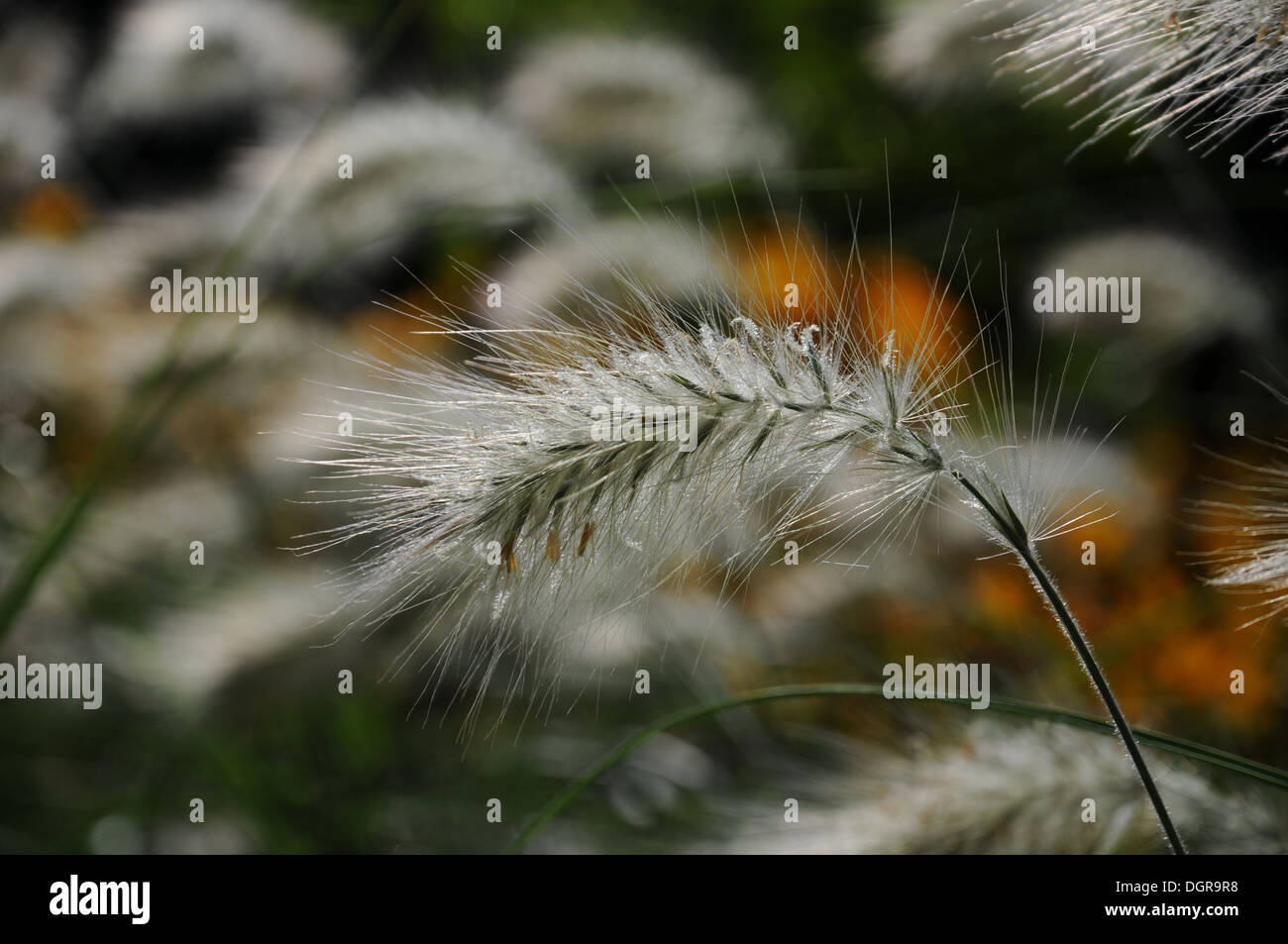 Ellen Top, Feathered Floral Grass