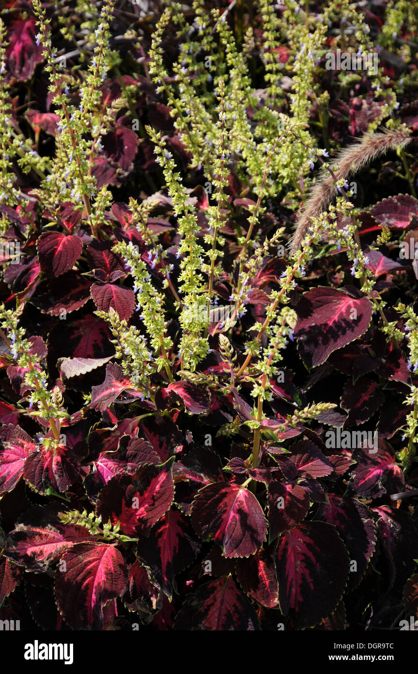 Painted nettles Stock Photo Alamy