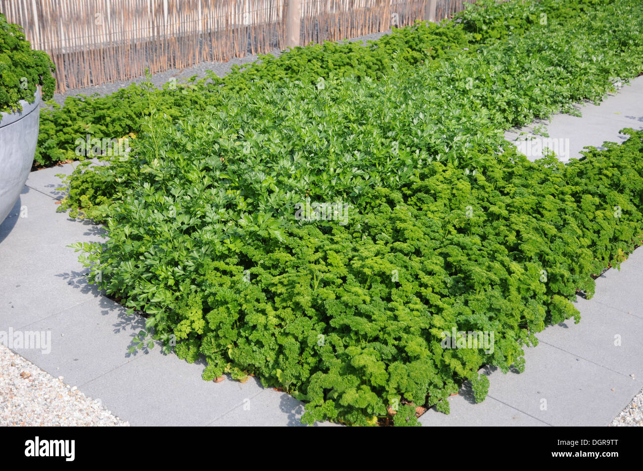 Parsley Stock Photo