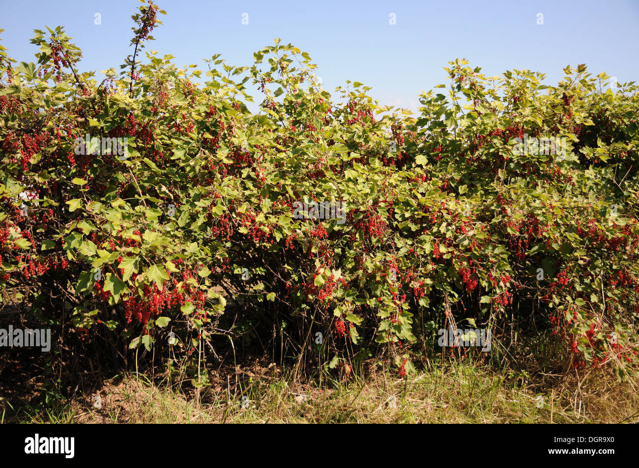 Red Currants Stock Photo