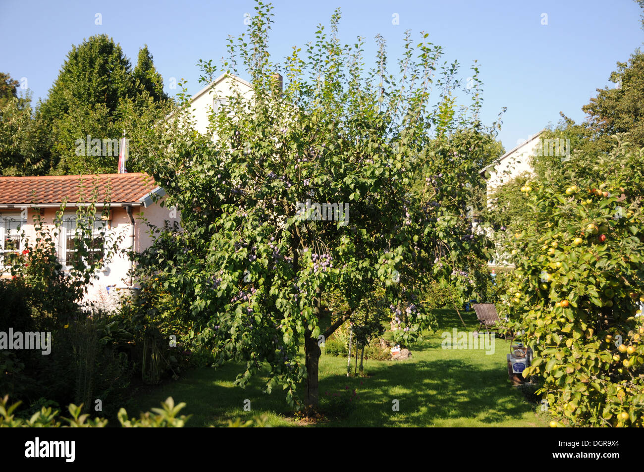 Plum tree Stock Photo