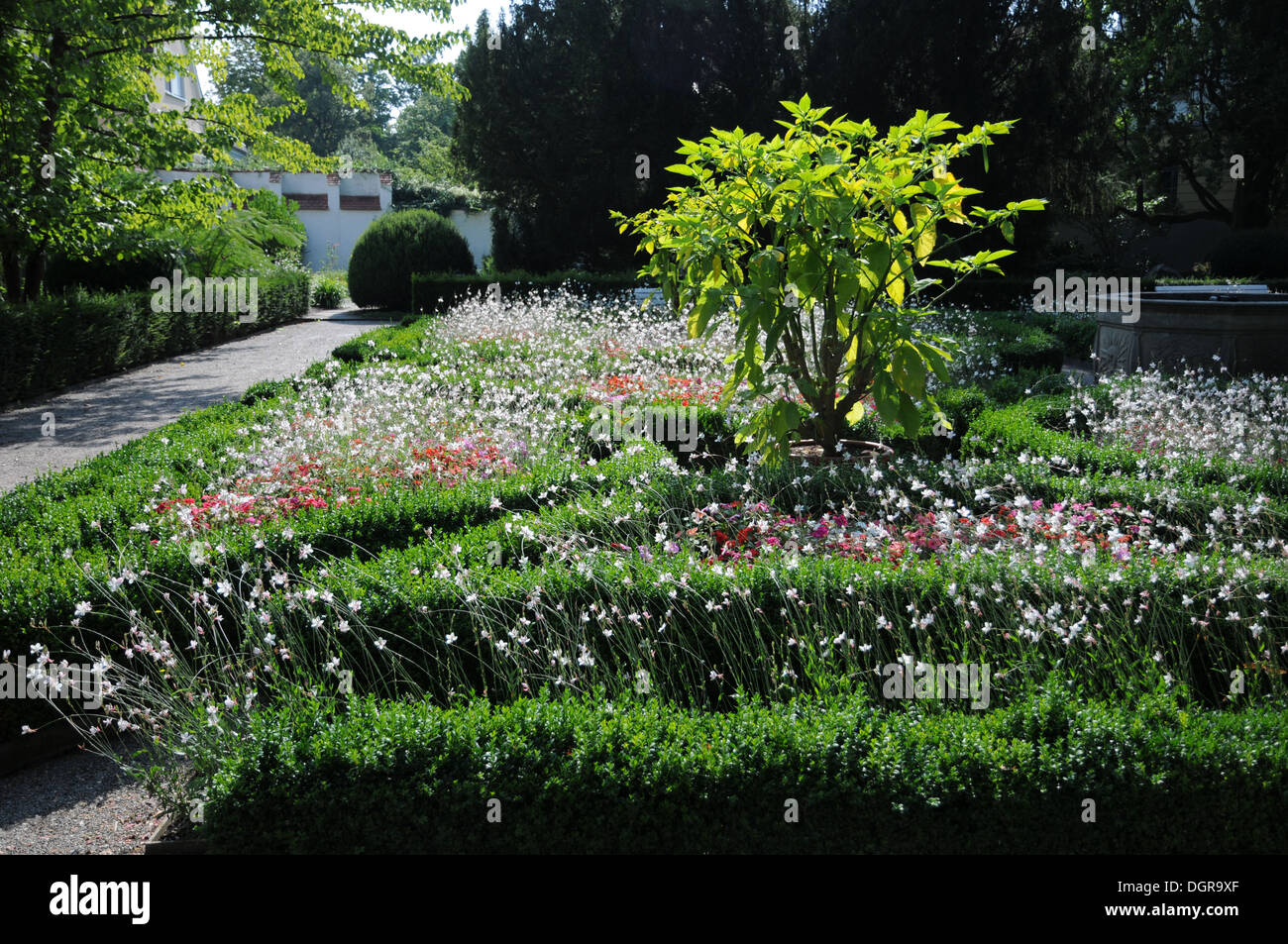 White Gaura Stock Photo