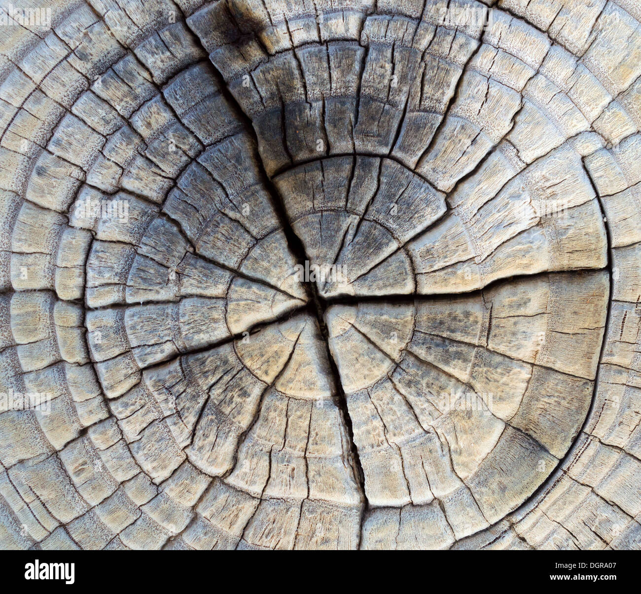 Closeup of Old Pine Saw Cut. Stock Photo