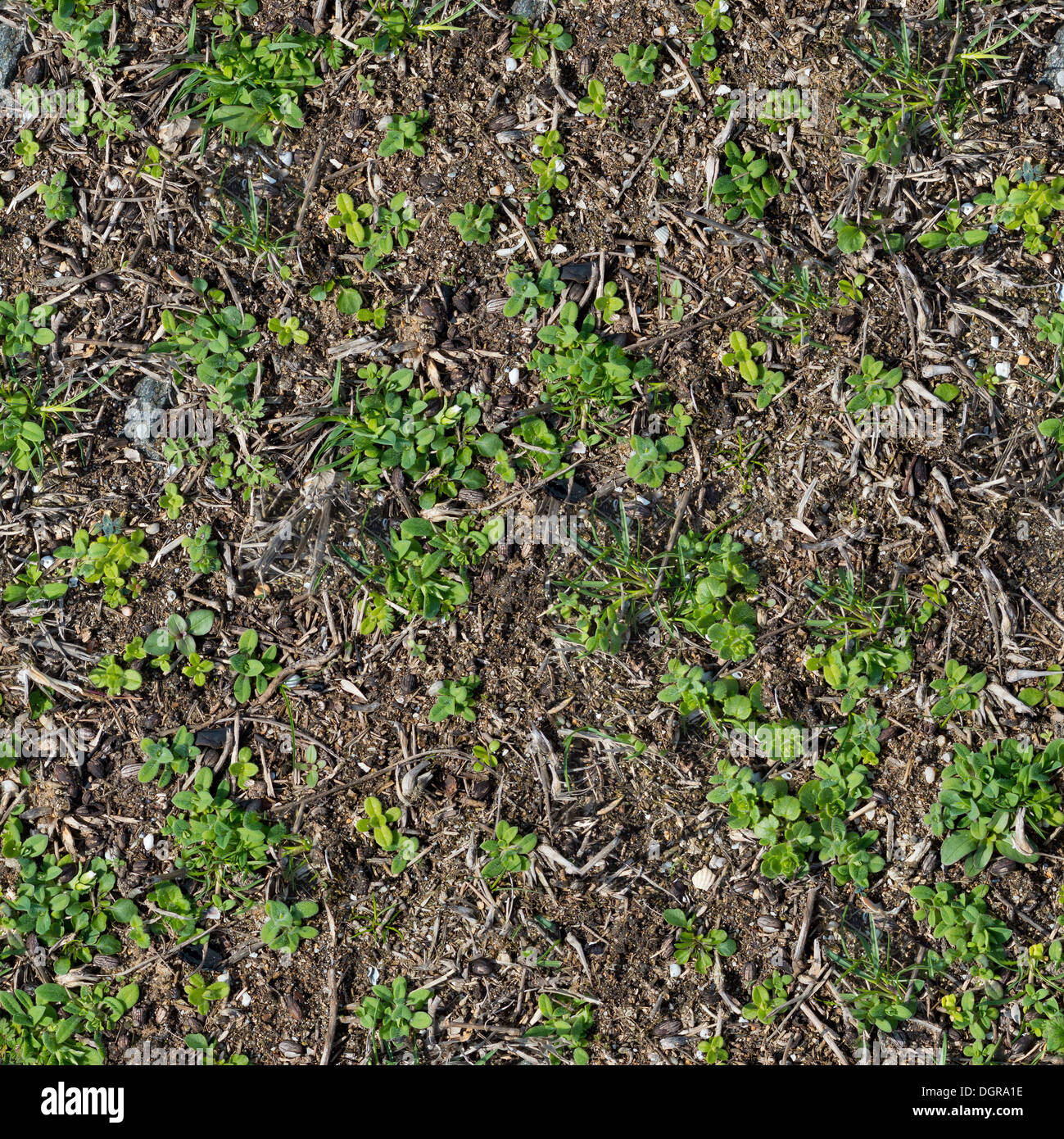 Soil with the Sprouted Grass Texture Seamless Stock Photo Alamy