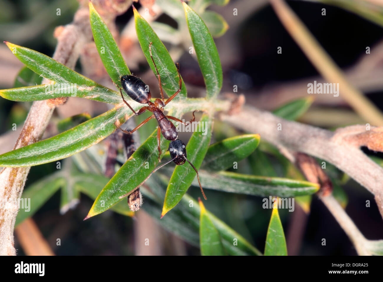 Sugar ants hires stock photography and images Alamy