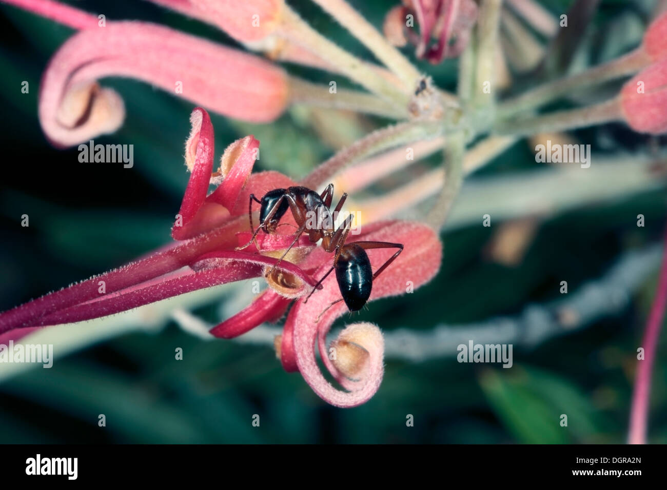 Closeup of a Banded Sugar Ant feeding on a Grevillea flower