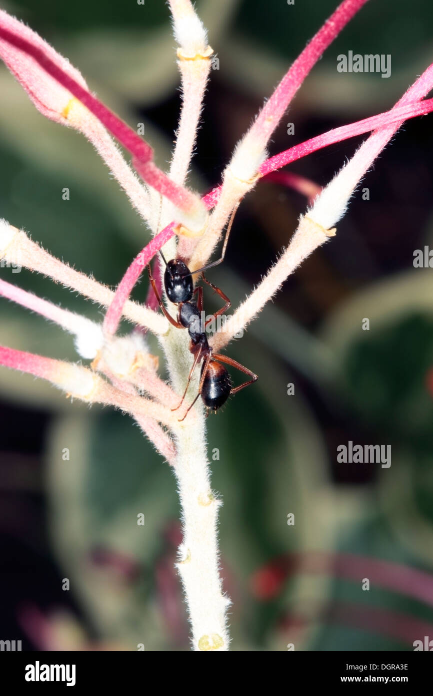 Banded sugar ant hi-res stock photography and images - Alamy